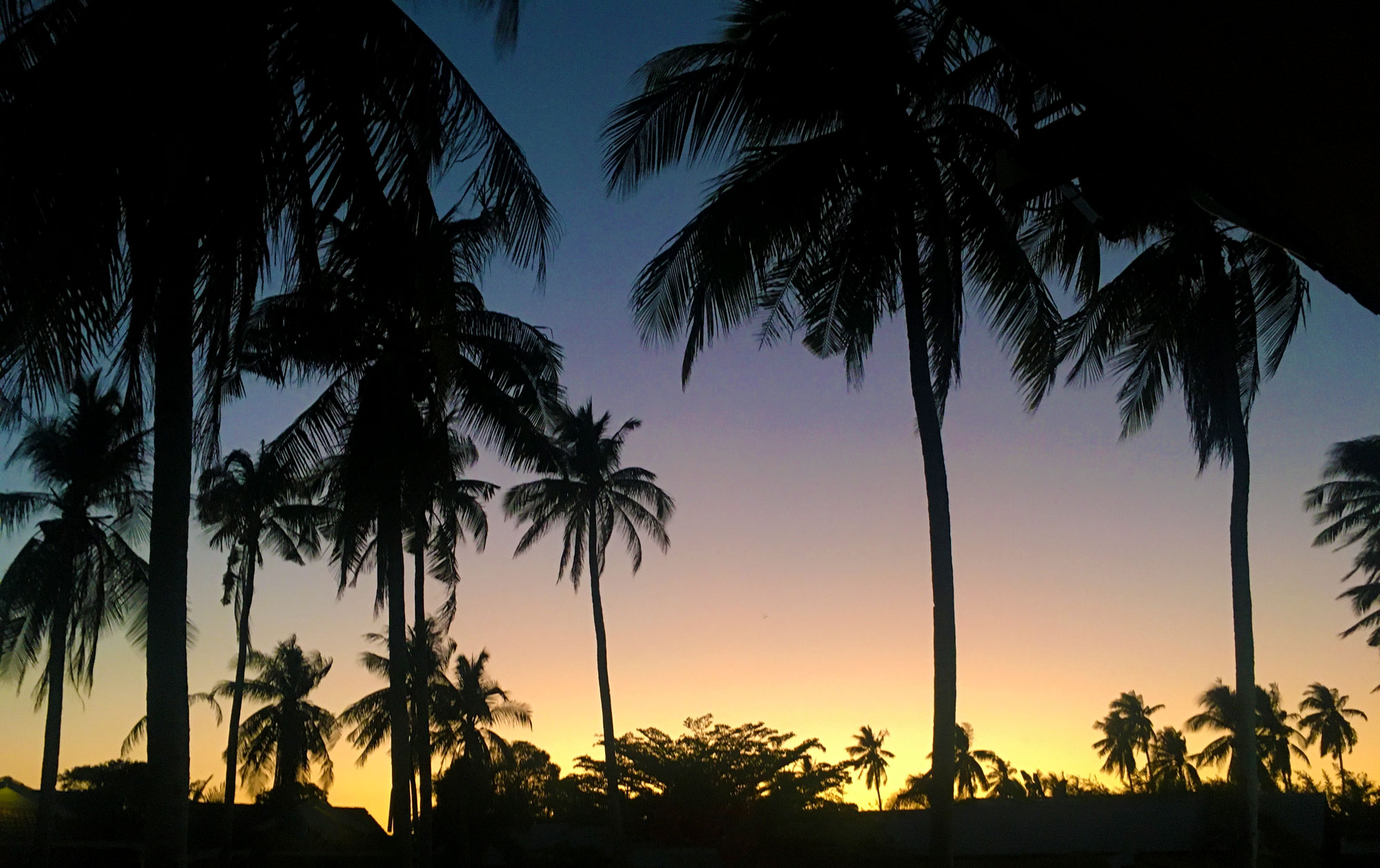 Palms and Sunset in Langkawi - Malaysia